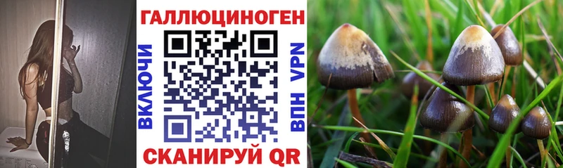 закладки  Верхотурье  Псилоцибиновые грибы Cubensis 